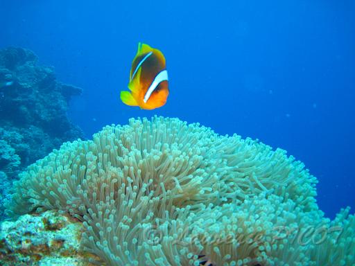 Poisson clown - Amphiprion bicinctus (4).JPG